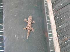 Hemidactylus leschenaultii