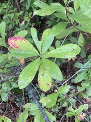 Rhododendron viscosum
