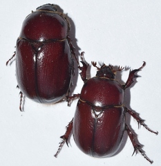 Phyllognathus excavatus