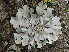 Parmotrema clavuliferum