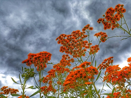 Image of Xanthocephalum gymnospermoides by (c) Favian Flores Medina, some rights reserved (CC BY)