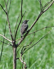 Ammodramus humeralis