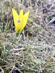 Zephyranthes filifolia
