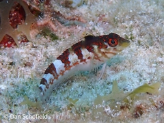 Malacoctenus triangulatus