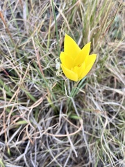 Zephyranthes filifolia