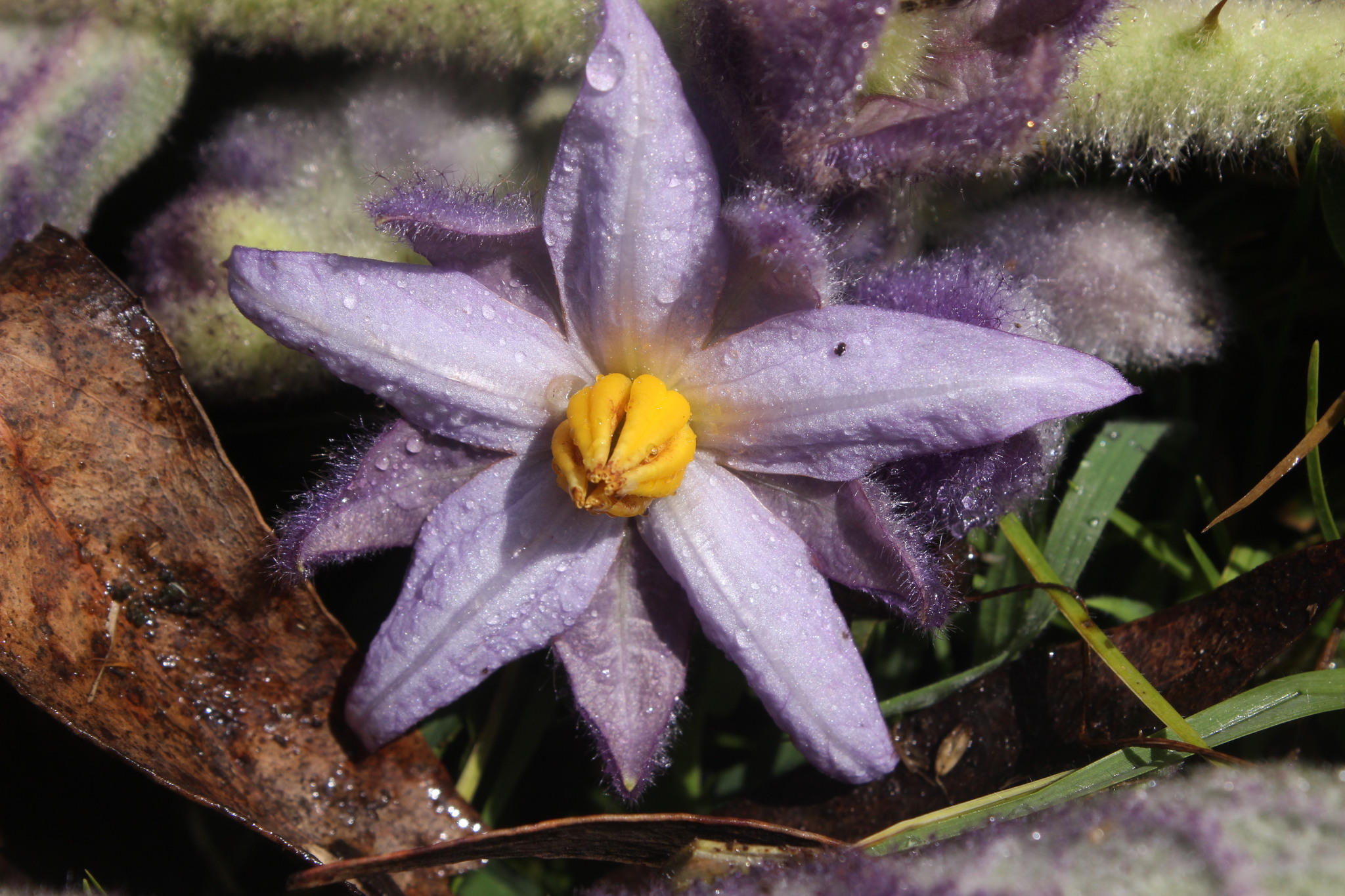 Solanum vestissimum
