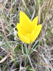 Zephyranthes filifolia