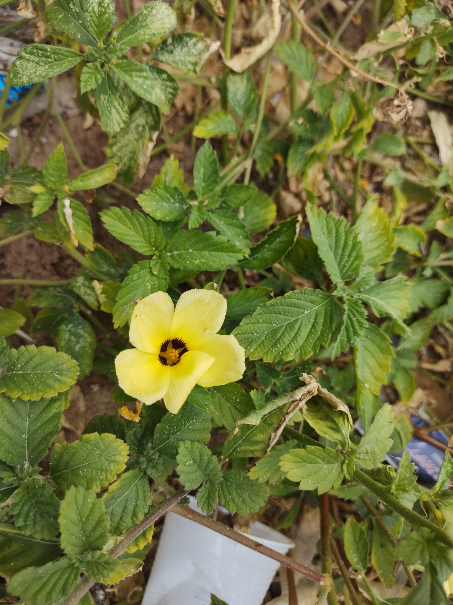 Turnera subulata
