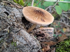 Pluteus punctipes
