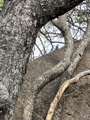 Acanthocercus atricollis