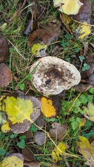 Lactarius controversus