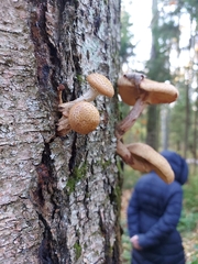 Armillaria mellea