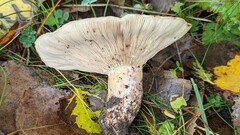 Lactarius controversus