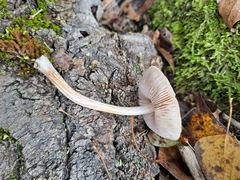 Pluteus punctipes