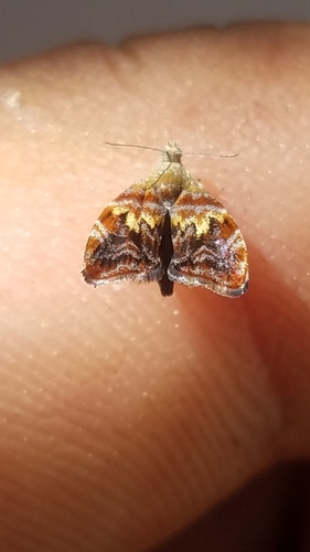 Choreutis sexfasciella photo 3