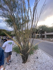 Fouquieria splendens