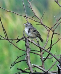 Ammodramus humeralis