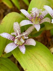 Tricyrtis