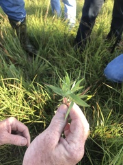 Dichanthelium scoparium