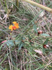 Platylobium obtusangulum