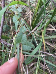 Platylobium obtusangulum