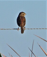 Ammodramus humeralis