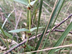 Platylobium obtusangulum