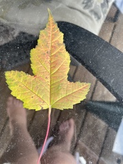 Acer ginnala