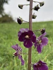 Verbascum phoeniceum