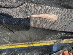 Planiloricaria cryptodon