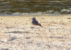 Charadrius placidus