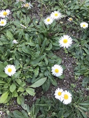 Bellis sylvestris