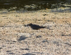 Charadrius placidus
