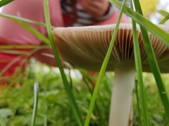 Agrocybe molesta