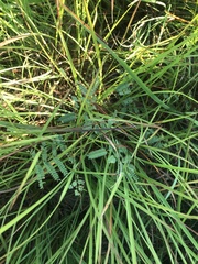 Mimosa microphylla