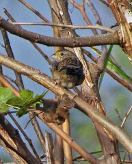 Ammodramus humeralis