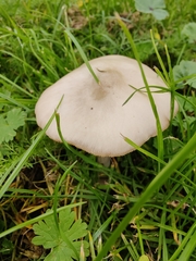 Agrocybe molesta