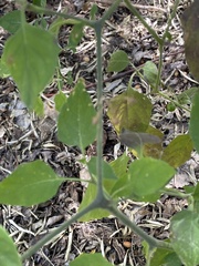 Physalis hederifolia