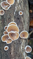 Schizophyllum amplum