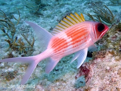 Holocentrus adscensionis