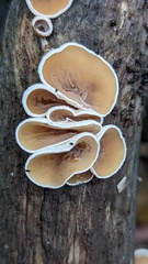 Schizophyllum amplum