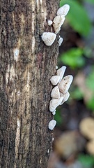 Schizophyllum amplum