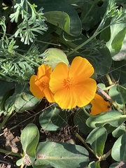 Eschscholzia californica