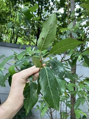 Ficus racemosa