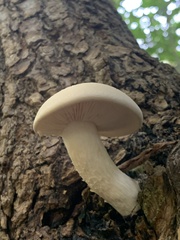 Hypsizygus