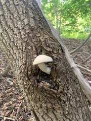 Hypsizygus
