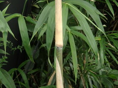 Pleioblastus simonii