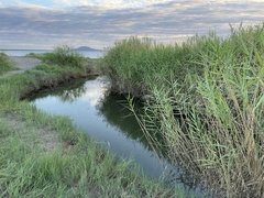 Phragmites australis