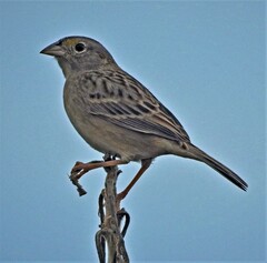 Ammodramus humeralis