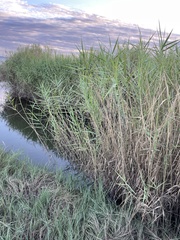 Phragmites australis